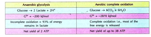 Anaerobic Glycolysis and Aerobic Complete Oxidation