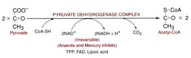 TPP, FAD, Lipoic Acid