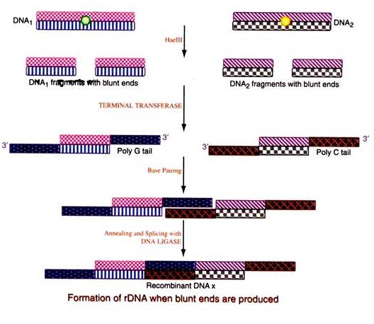 Formation of rDNA