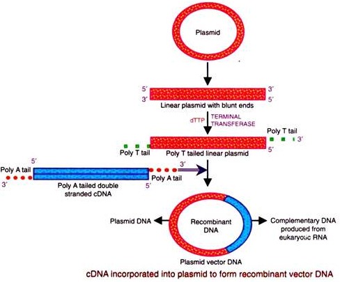 cDNA Incorporated into Plasmid