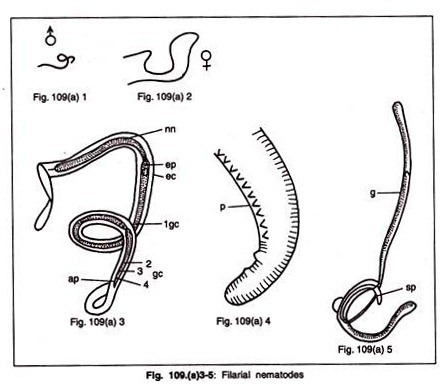 Inborn Errors of Amino Acid Metabolism