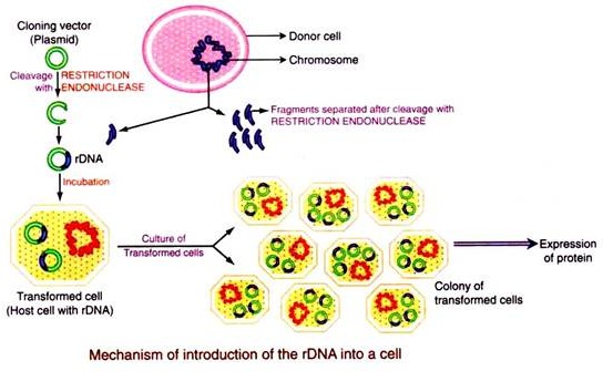Mechanism of Introduction of the rDNA