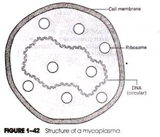 Lipoic Acid and Dihydrolipoic Acid