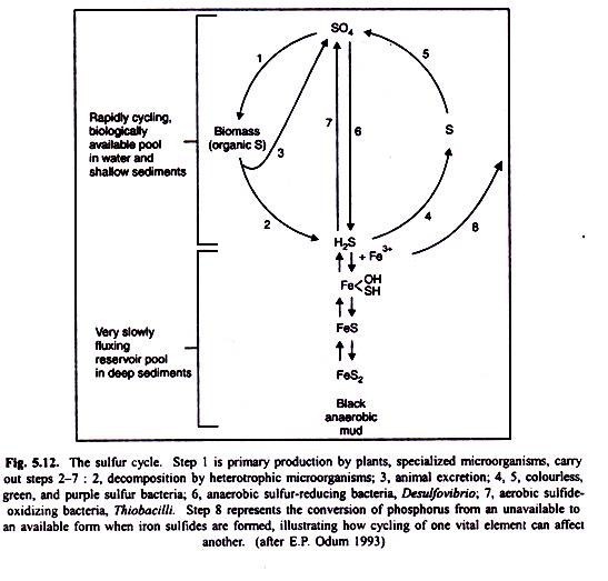 Outline of Preparation of Synthetic Seeds