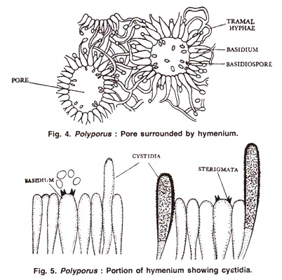 Polyporus: Pore surrounded by hymenium and portion of hymenium showing systidia