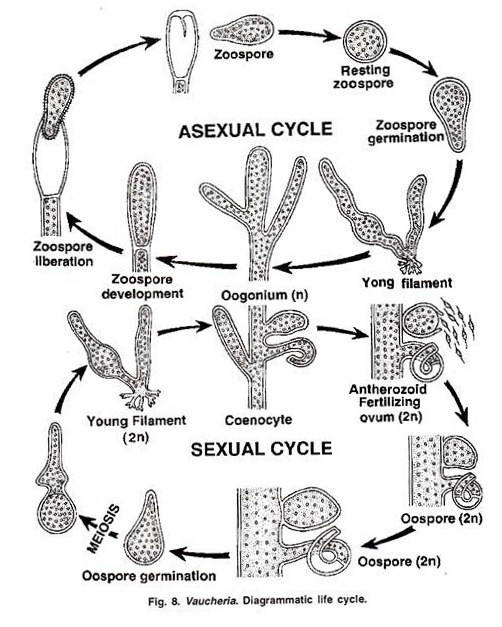 Vaucheria Diagrammatic Life Cycle