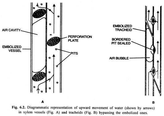 Diagrammatic representatino of upward movement of water