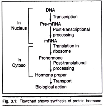 Flowchart Shows Synthesis of Protein Hormone