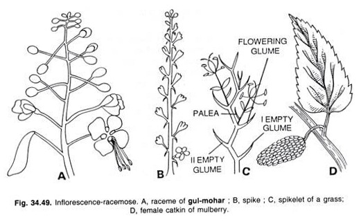 Inflorescence-racemose