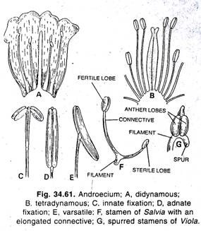 Androecium