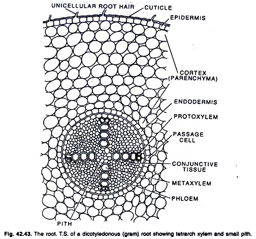 The root. T.S. of dicotyledonous root