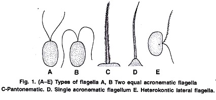 Types of Flagella
