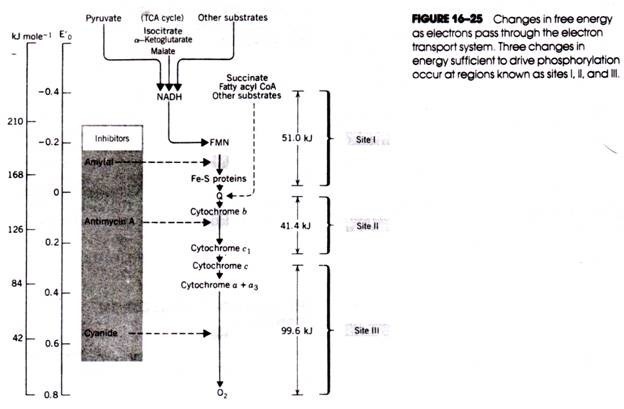 Distribution of Photosynthetic Pigments in Plant Kingdom 