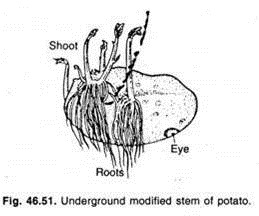 Underground modified stem of potato