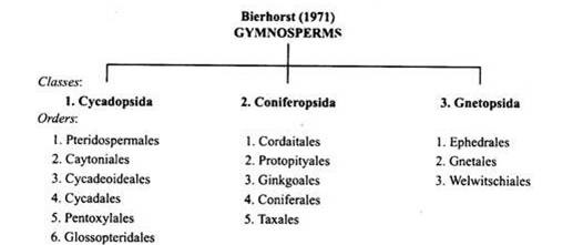 Bierhorst (1971) Gymnosperms