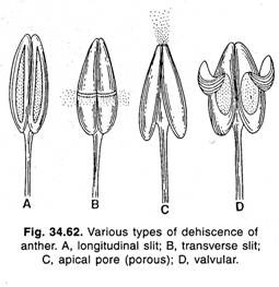 Various types of dehiscence of anther