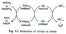 Reduction of nitrate to nitrite