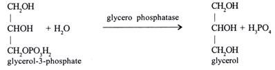 α-glycerophophate 