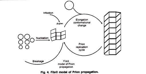 Fibrll Model of Prion Propagation