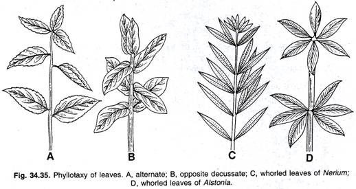 Phyliotaxy of leaves