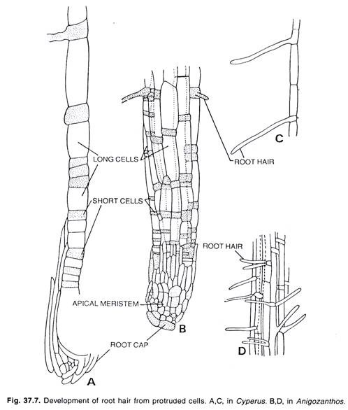 Development of root hair from protruded cells