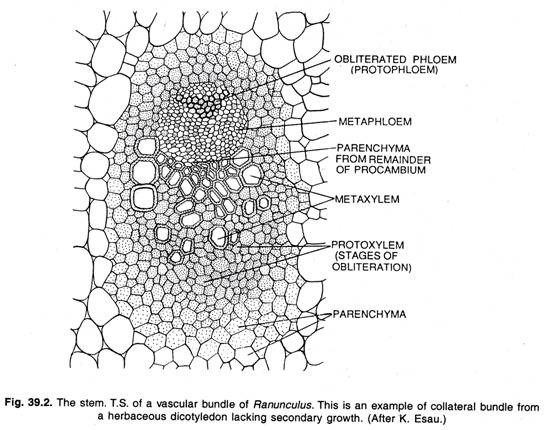 The stem. T.S. of a vascular bundle of Ranunculus