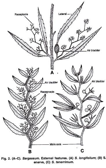 External Features of Sargassum