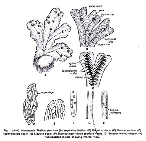 Thallus Structure