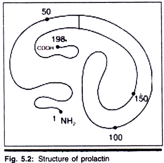 Structure of Prolactin