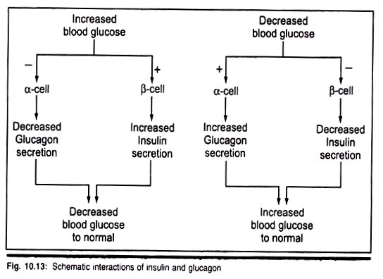 Schematic Interactions of Insulin and Glucagon