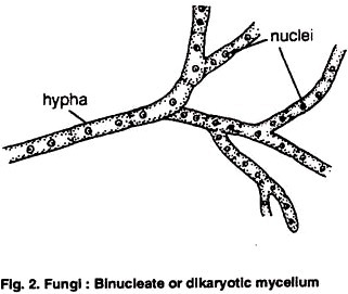 Fungi: Binucleate or Dikaryotic Mycelium
