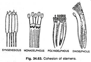 Cohesion of stamens