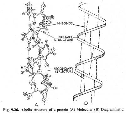  α-helix structure of a protein
