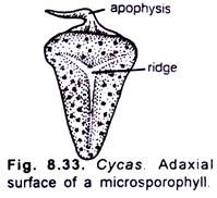 Cycas Adaxial Surface of a Microsporophyll