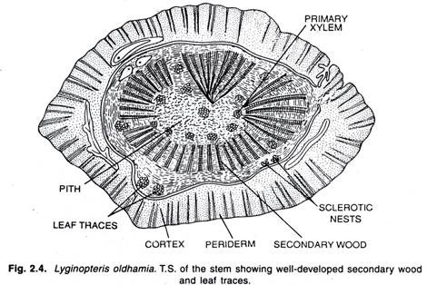 Lyginopteris oldhamia. T.S. of the stem showing well-developed secondary wood and leaf traces