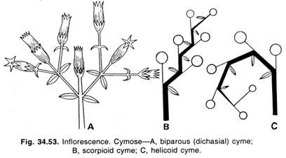 Inflorescence Cymose