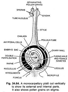 A monocarpellary pistil cut