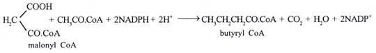 Synthesis of Fatty Acids