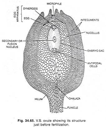 V.S. ovule showing its structure