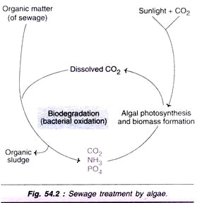 Fungi: A Dolipore Septum