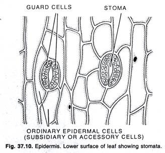 Epidermis