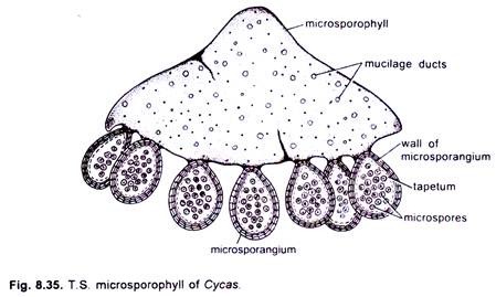 T.S. Microsporophyl of Cycas