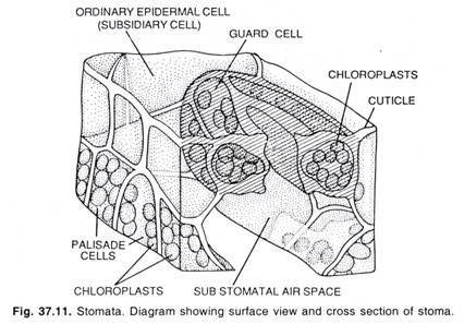 Stomata