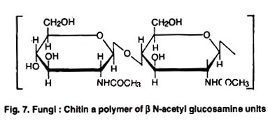 Fungi: Chitin a Polymer of β N-Acetyl Glucosamine Units 