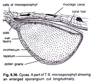 Cycas. A Part of T.S. Microsporophyll