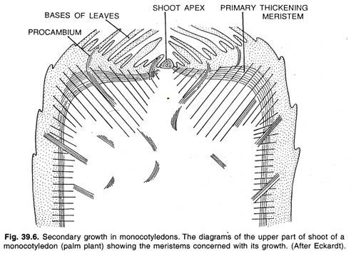 Secondary growth in monocotyledons