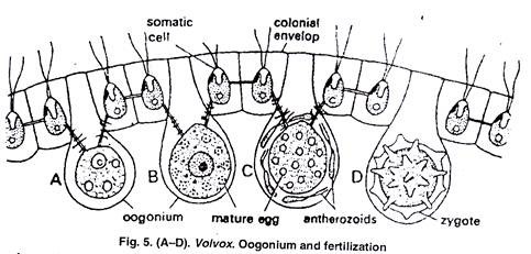 Oogonium and Fertilization