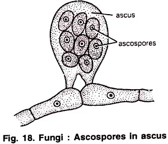 Ascospores in Ascus