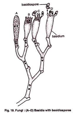 Basidia with Basidiospores