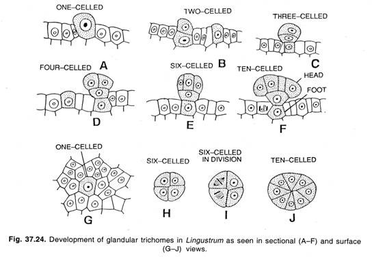 Development of glandular trichomes in Lingustrum